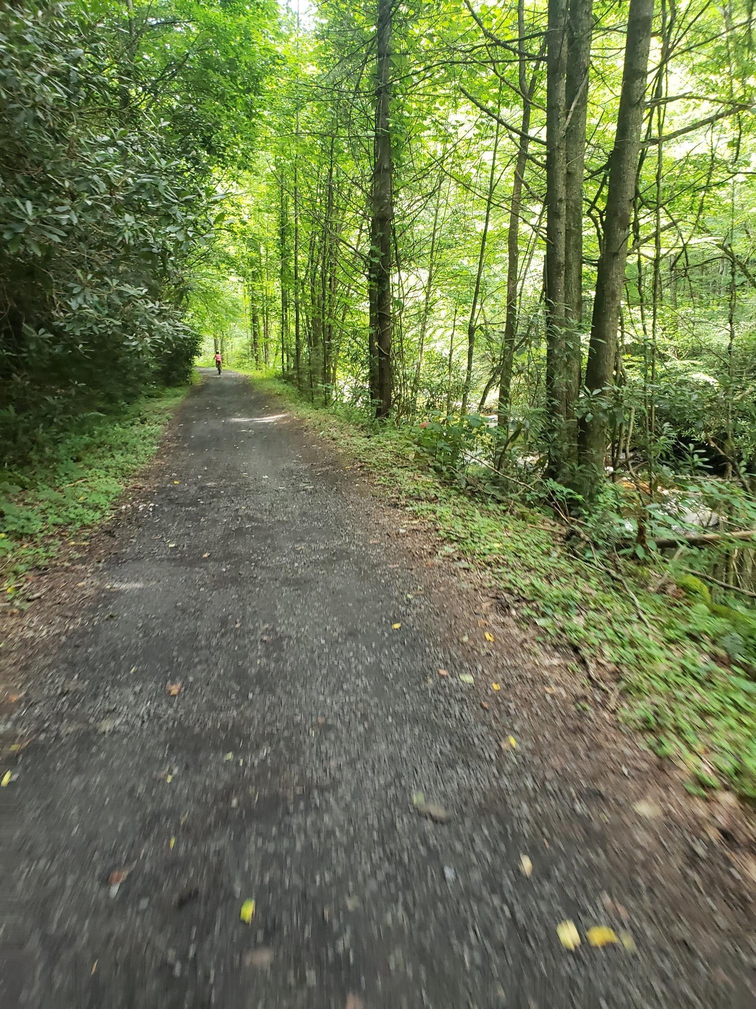 Shaded paved path winding through a dense, green forest on a bright day.