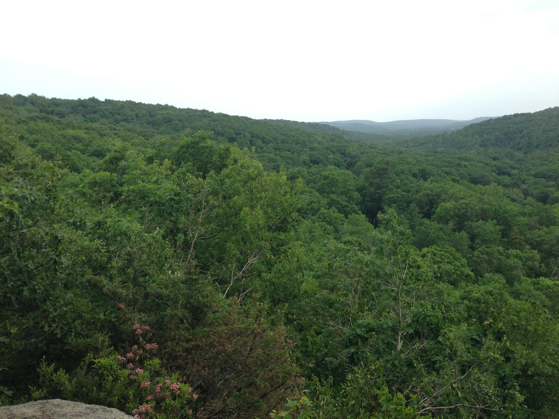 Vast valley of dense green forest under an overcast sky.