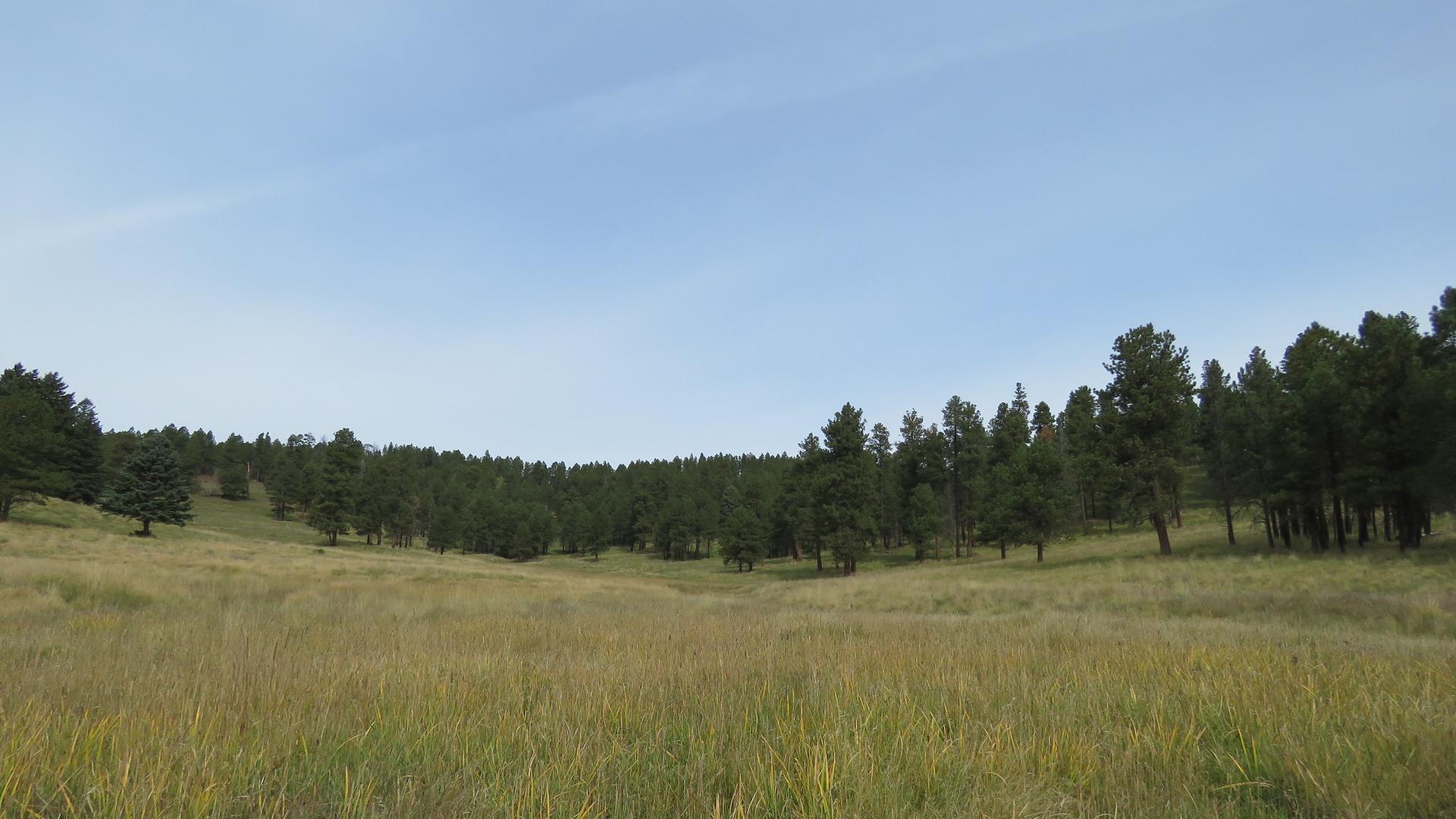 A wide grassy field with a line of pine trees under a clear blue sky.