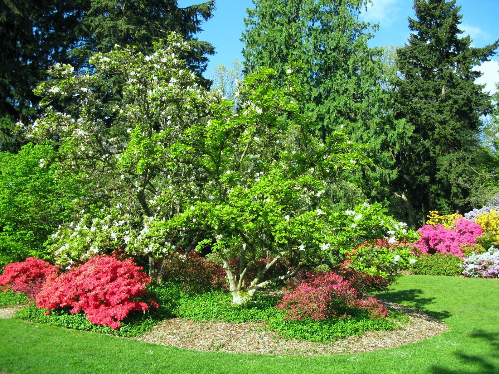 Lush garden with vibrant red and white flowering bushes and tall green trees.