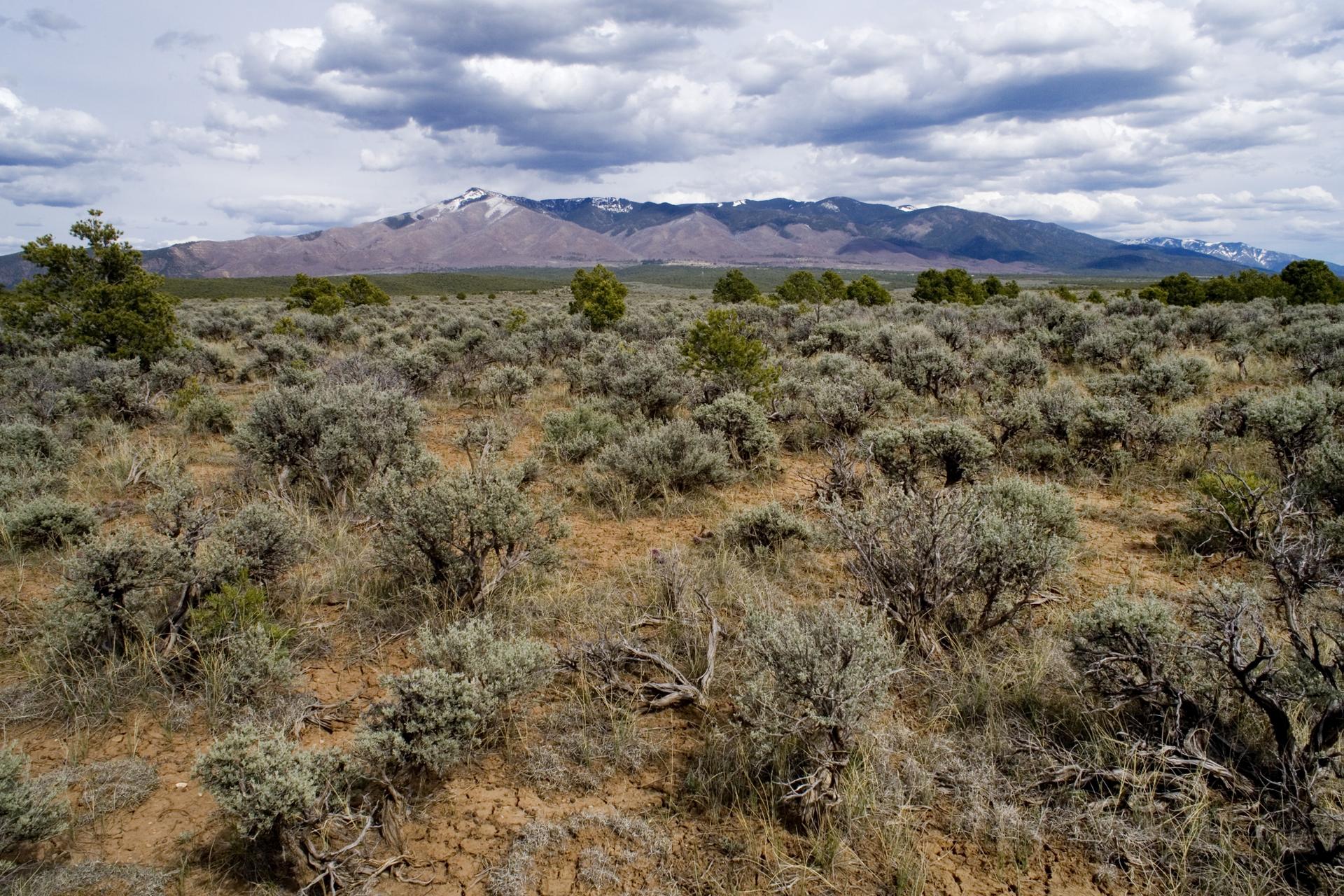 Expansive desert landscape with sagebrush under a cloudy sky, snow-capped mountains in distance.