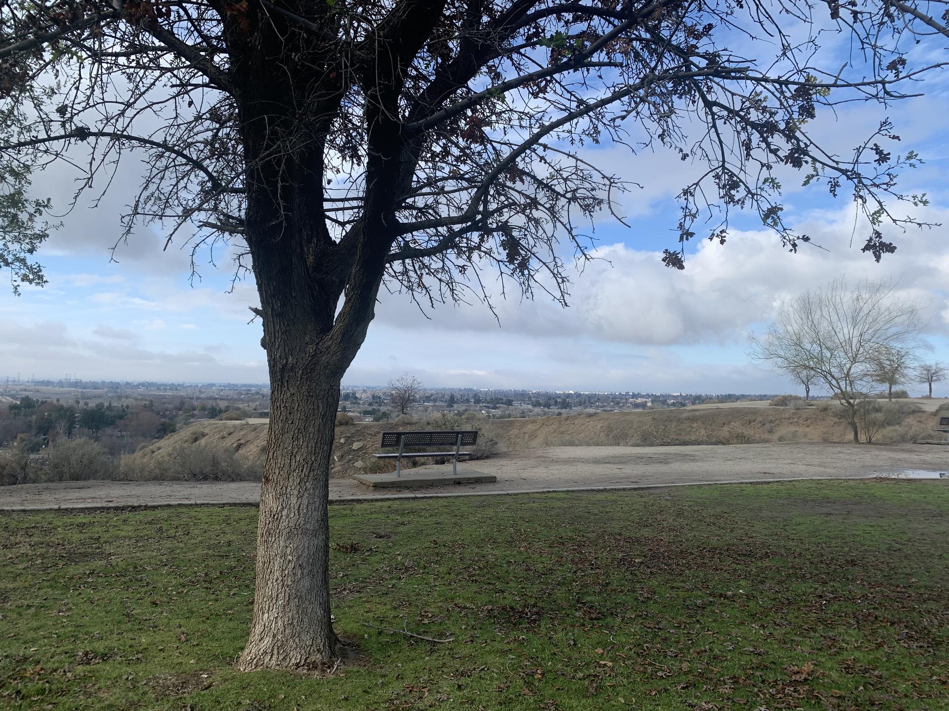 A bare tree on a grassy hill with a distant view under cloudy skies.
