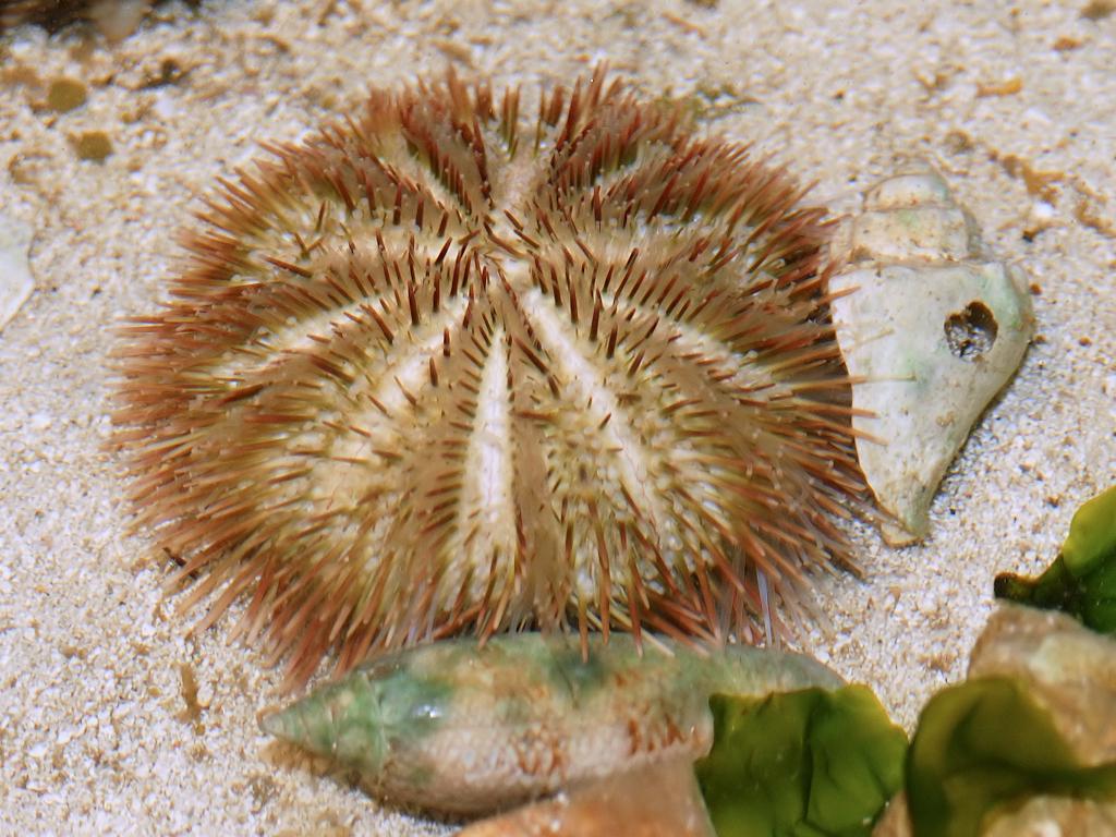 A spiky brown and white sea urchin rests on a sandy bottom.