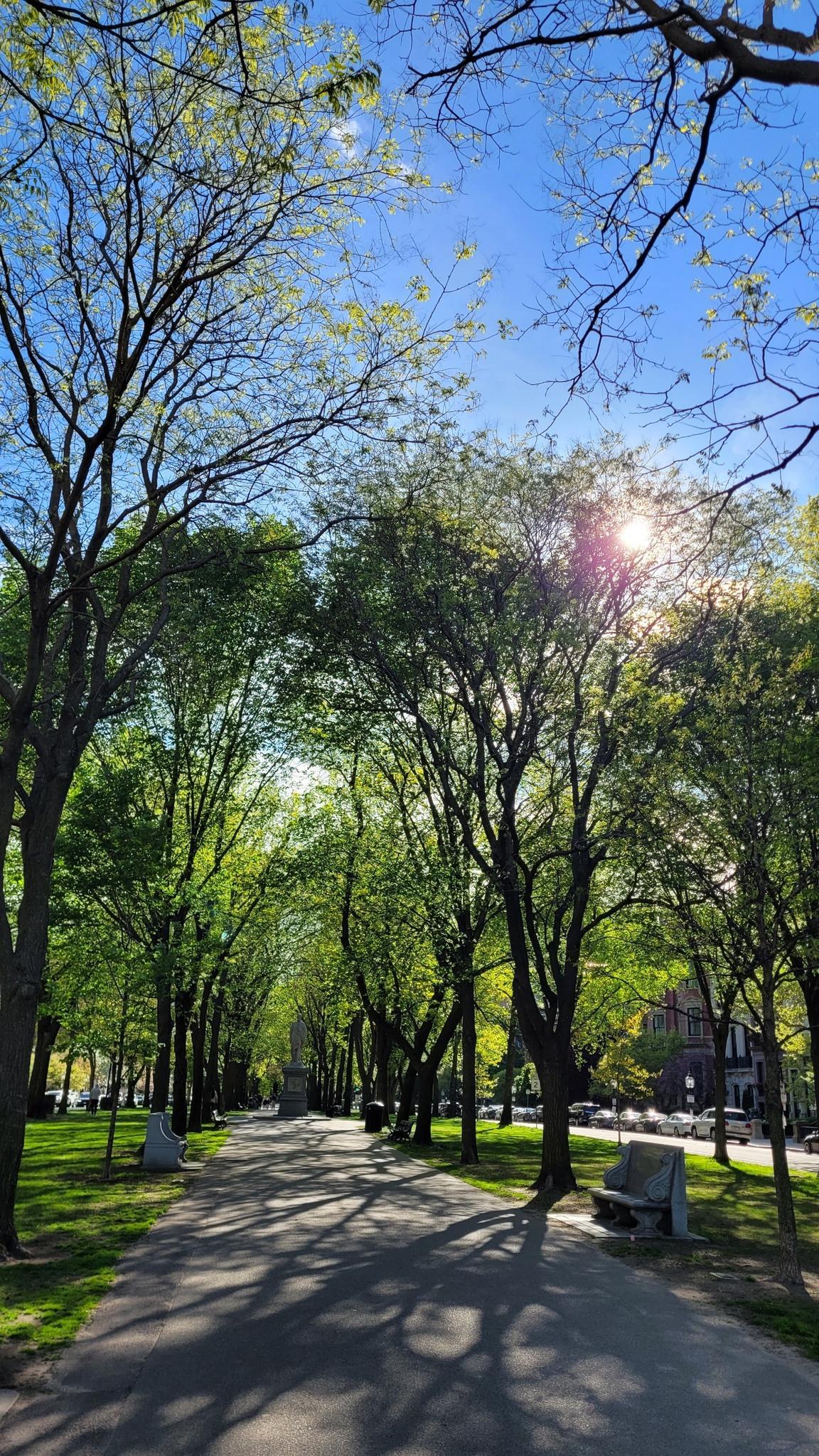 A sunny park path with lush green trees and dappled light.