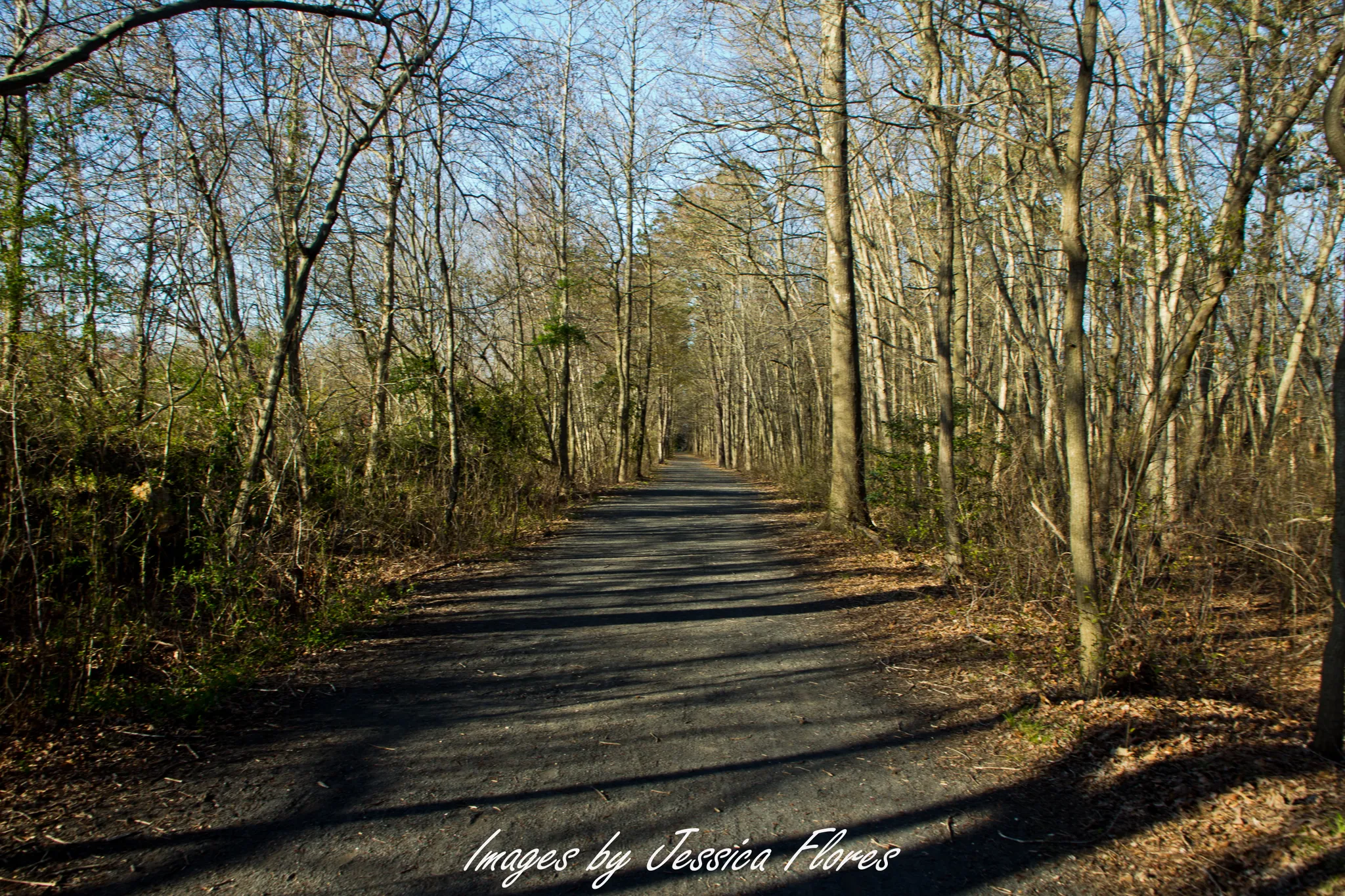 A sunlit path winds through a forest of bare trees, casting shadows. - Barnegat Branch Trail