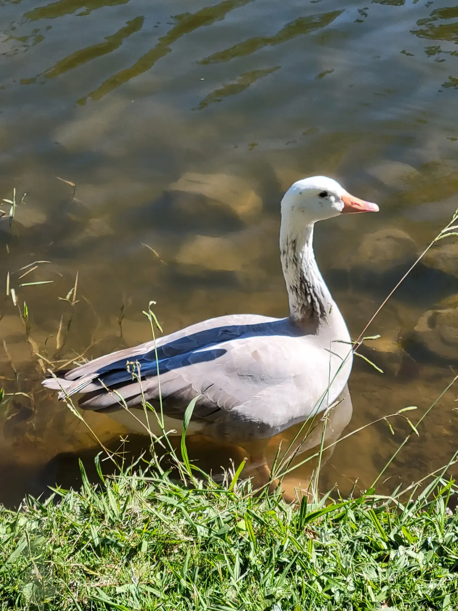 A white duck with blue-grey wings floats in sunlit water near green grass.