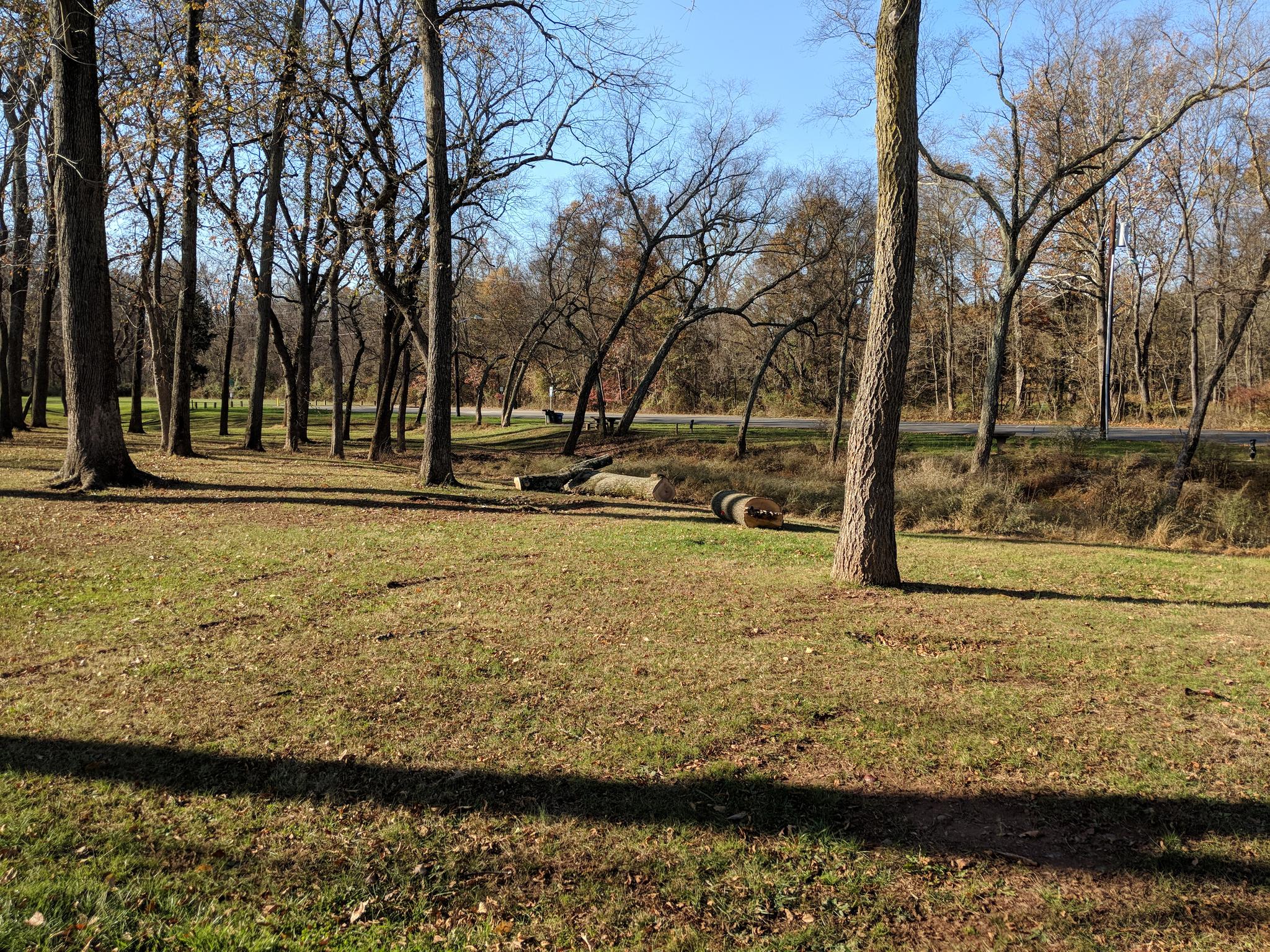 Sunny park scene with bare trees, green grass, and fallen logs.