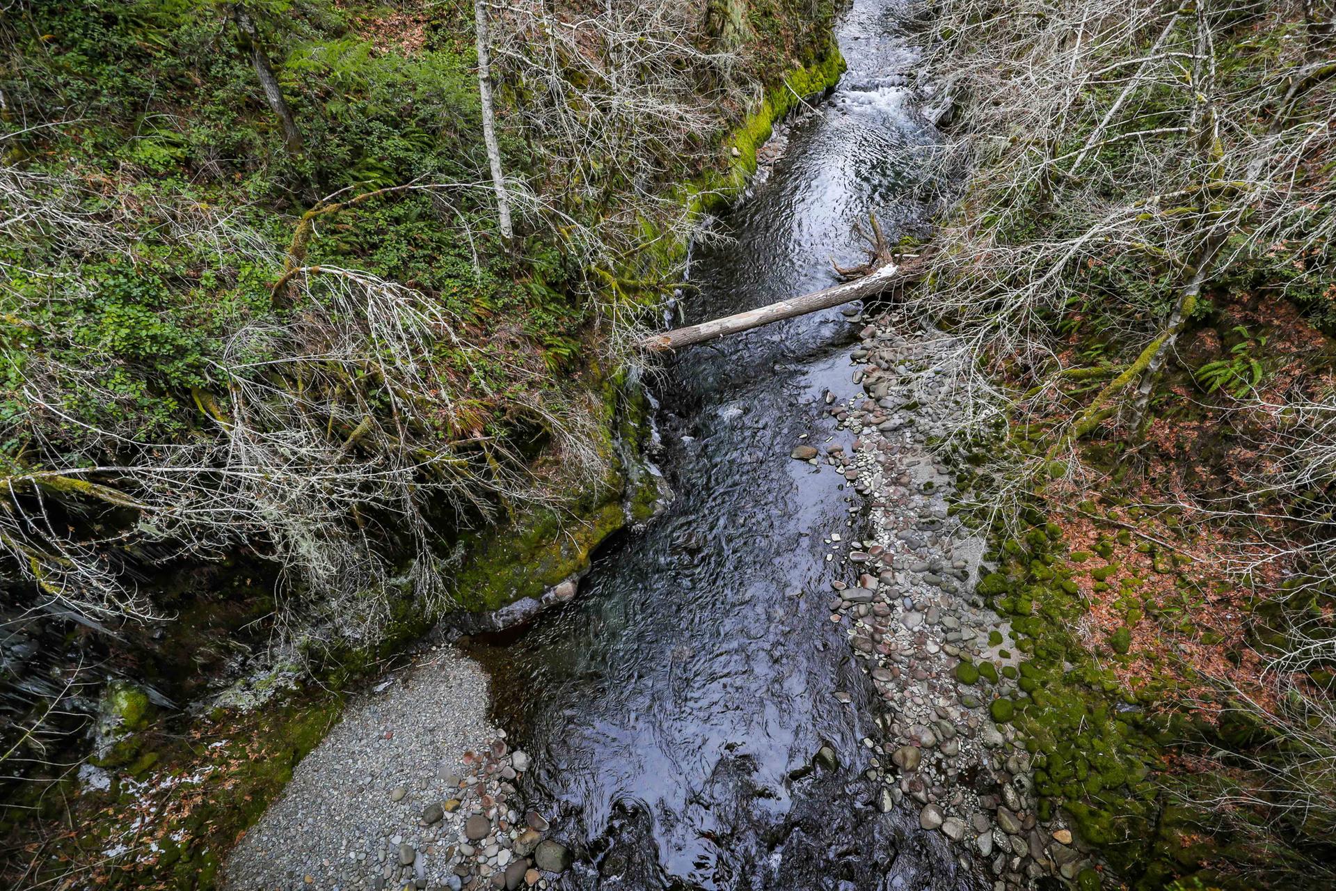 Overhead view of a narrow river flowing through a mossy, wooded gorge.