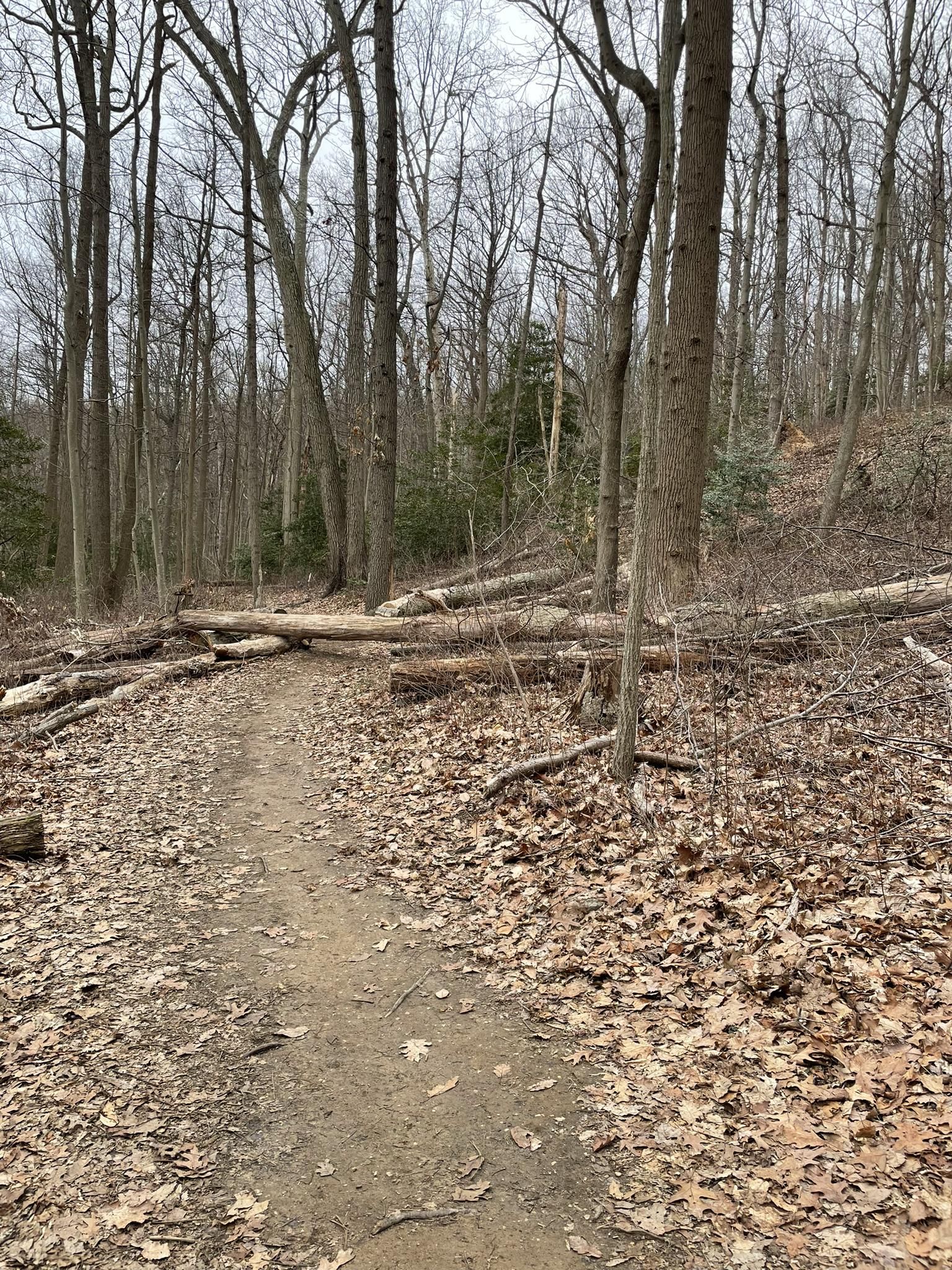 A dirt path through a bare forest, blocked by several fallen logs. - Rocky Point Loop Trail
