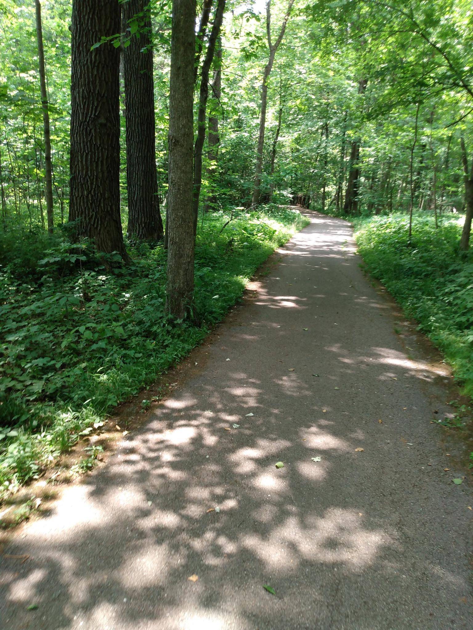 Wide forest path with dappled sunlight and lush green undergrowth.
