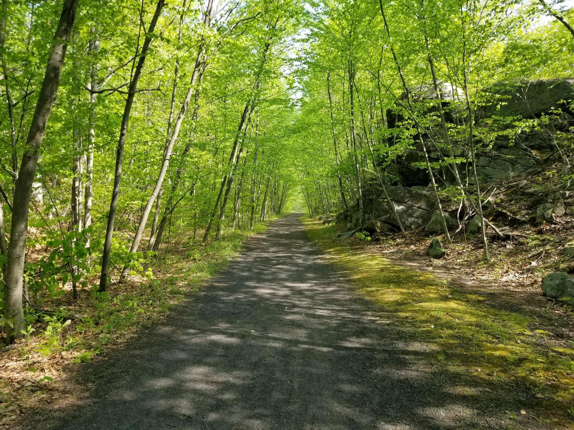 Shaded forest path lined with tall green trees and a rocky outcrop.