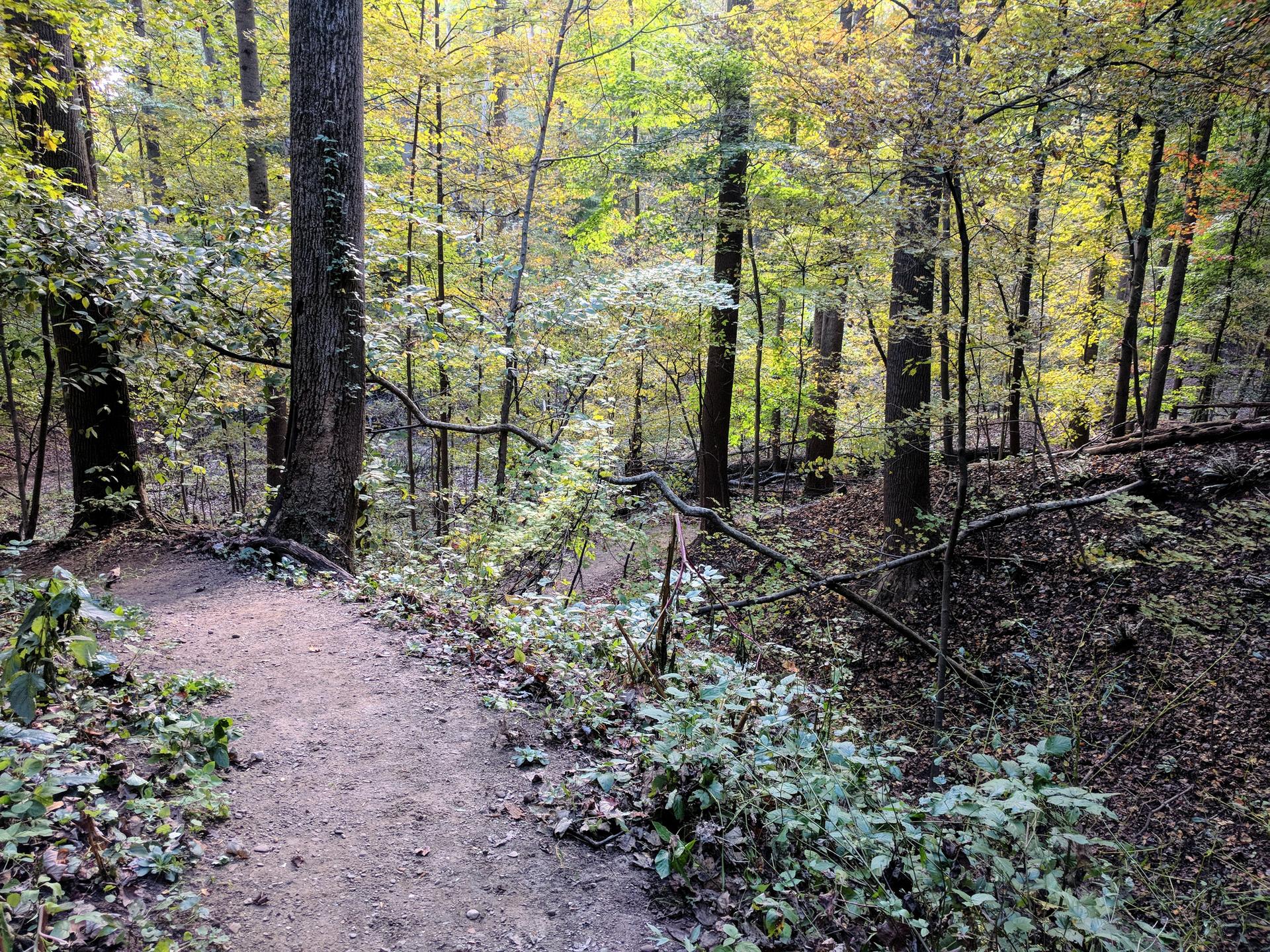 A dirt path winds through a vibrant forest with green and yellow trees.