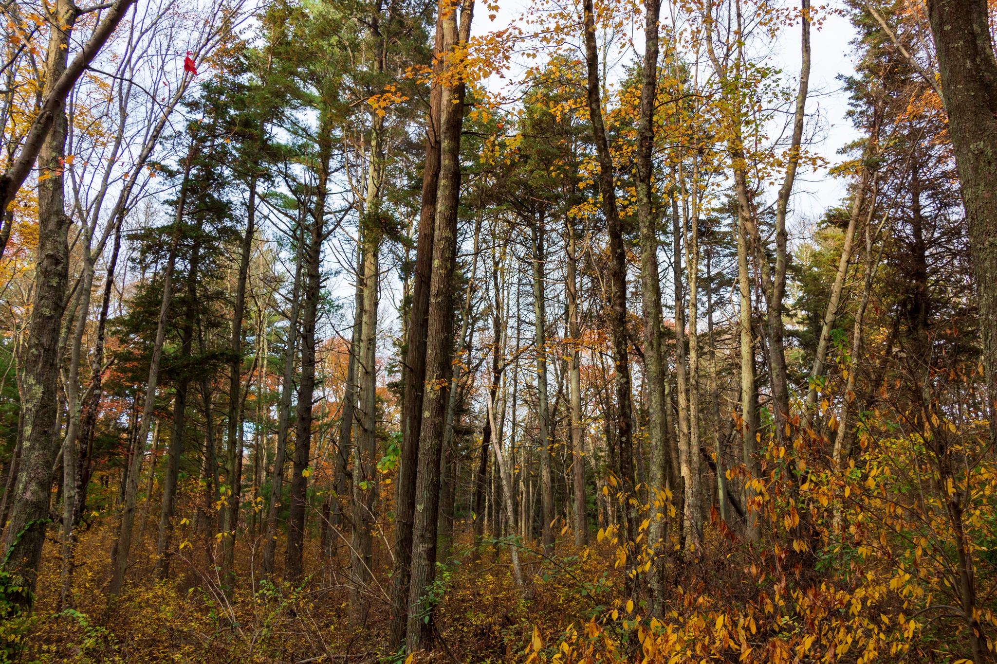 Autumn forest with tall trees and golden undergrowth under a bright, diffused sky.