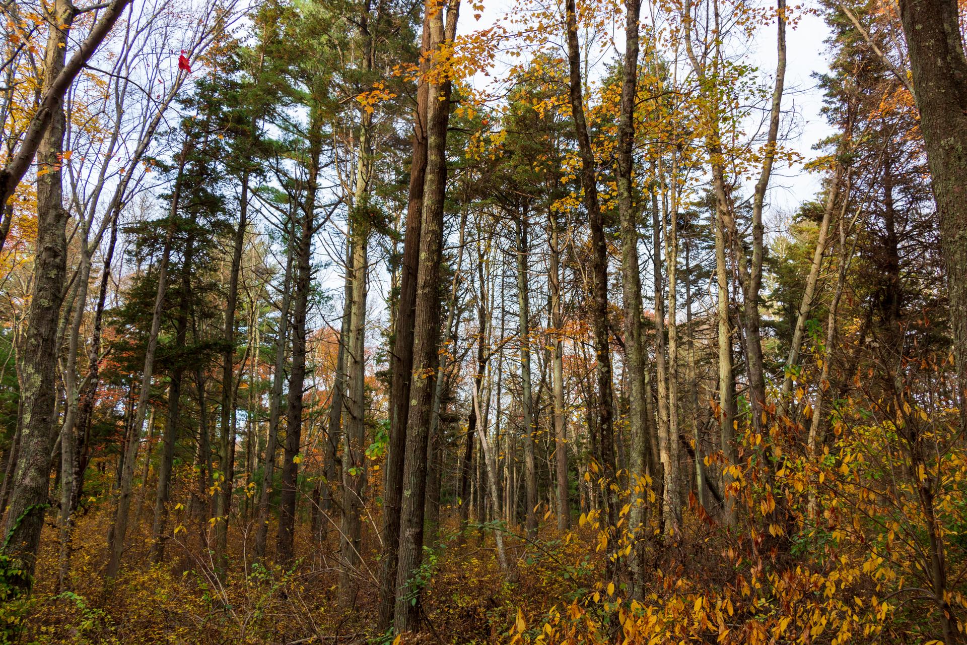 Autumn forest with tall trees and golden undergrowth under a bright, diffused sky.