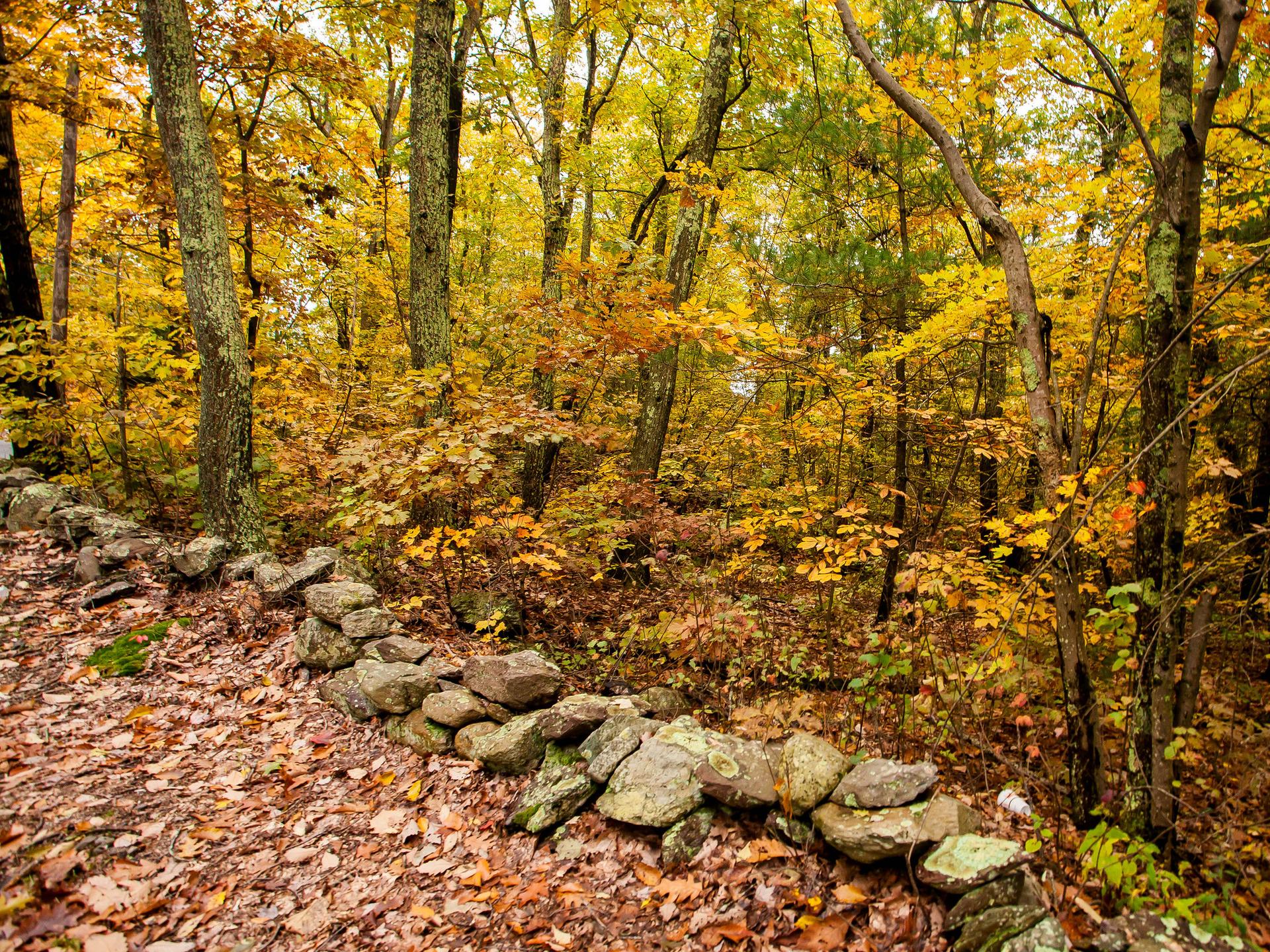 Stone wall in a vibrant autumn forest with yellow and orange leaves.