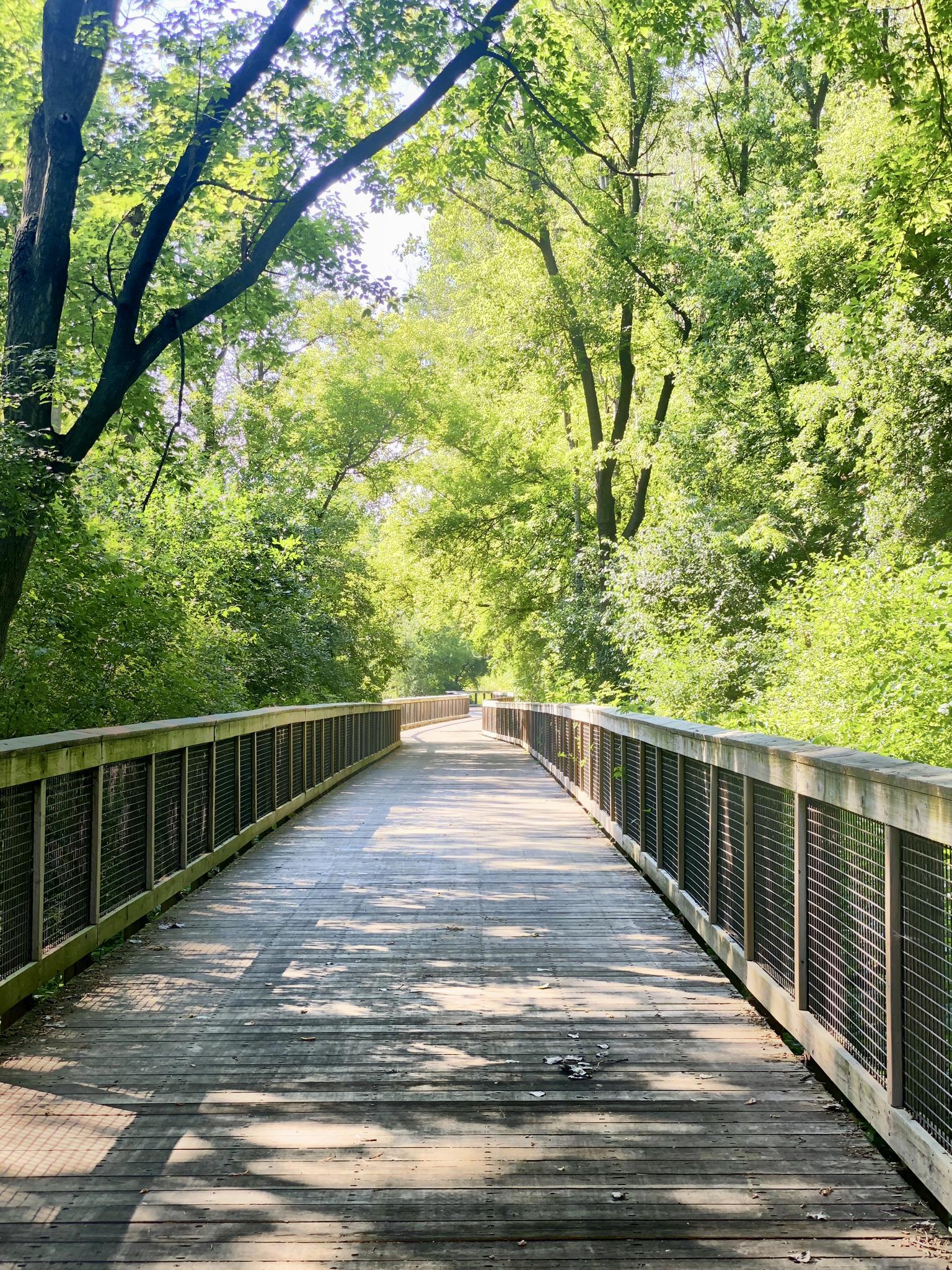 Long wooden boardwalk through a sunlit forest with dappled shadows.