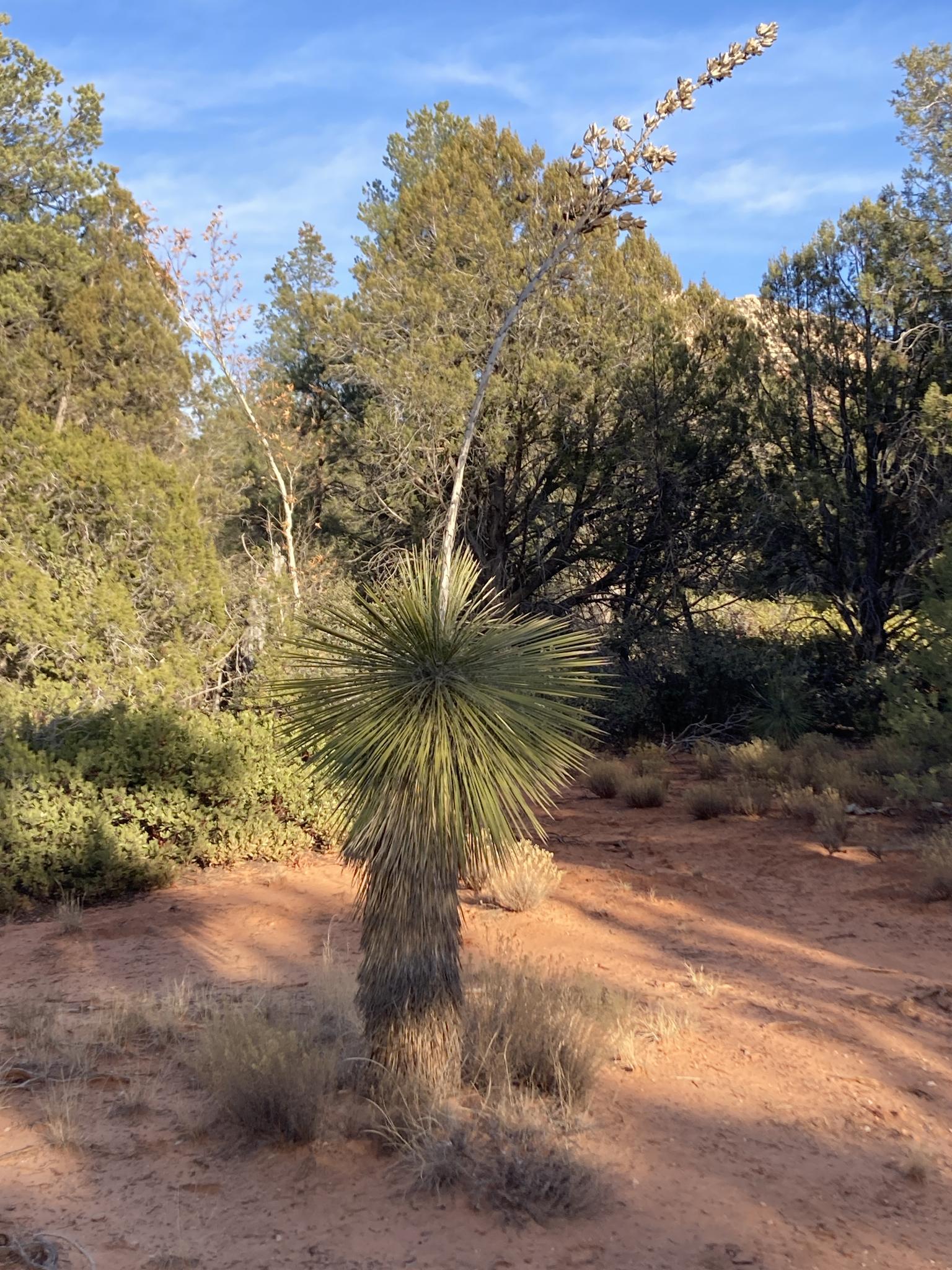 Yucca plant in a desert landscape with trees and red dirt under sunlight.