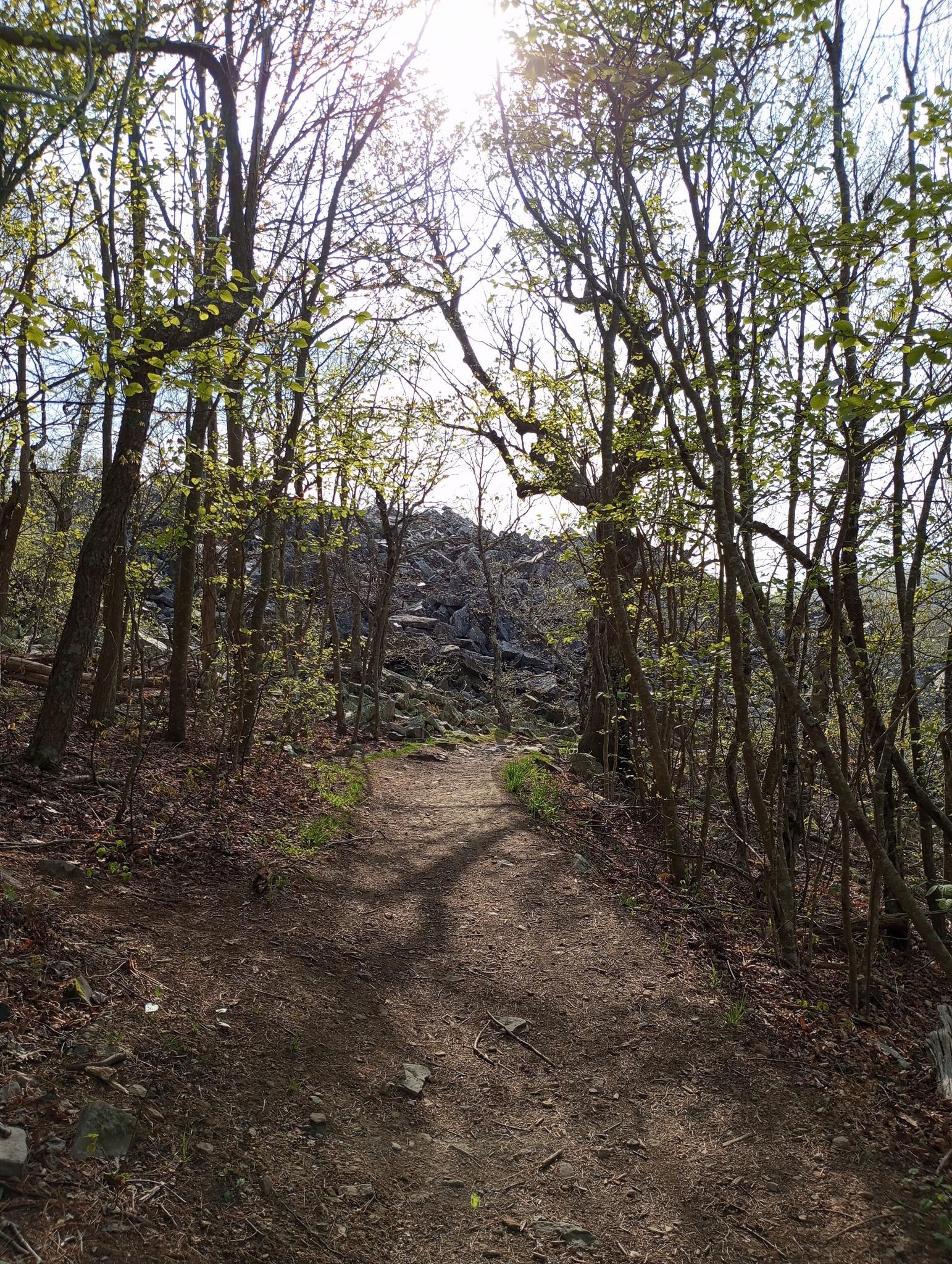 A sunlit dirt path ascends through a forest towards a rocky outcrop.