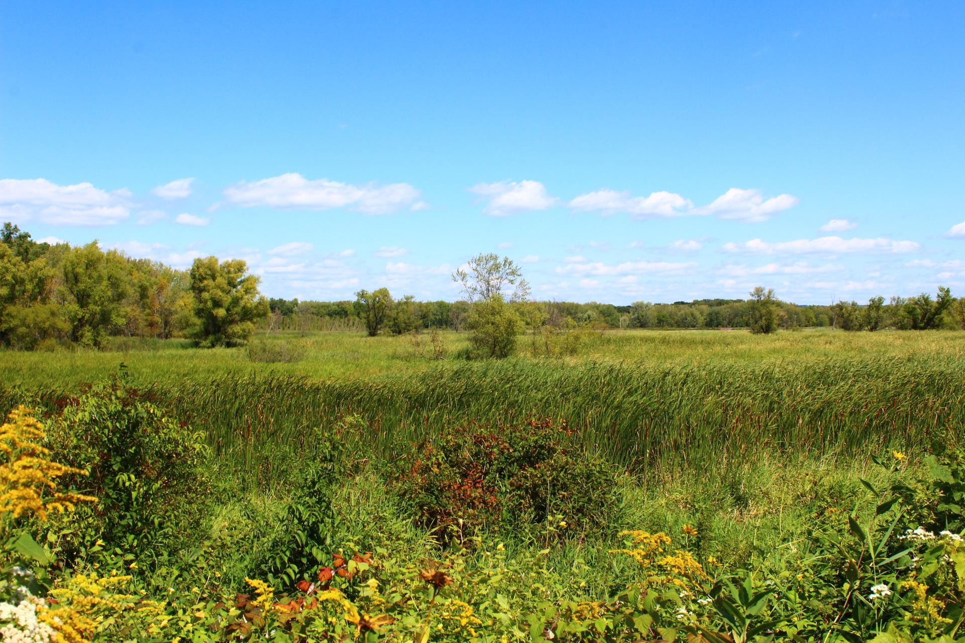 Expansive green and yellow marshland under a bright blue sky with clouds.
