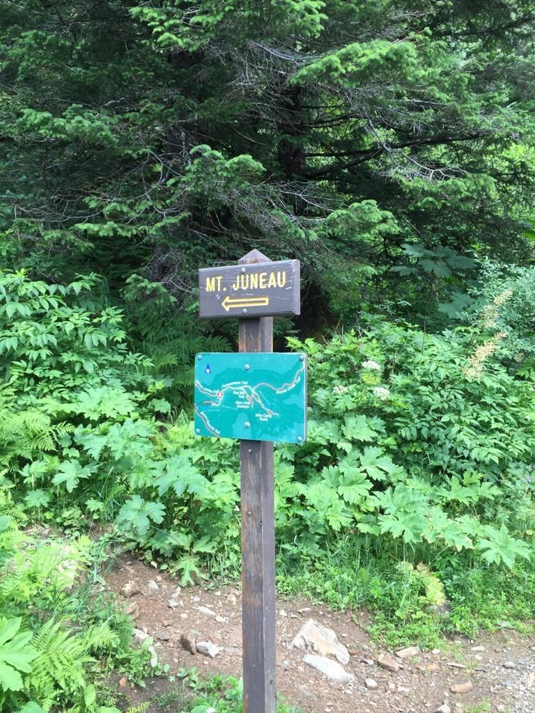 A wooden trail signpost with green foliage in a bright forest.