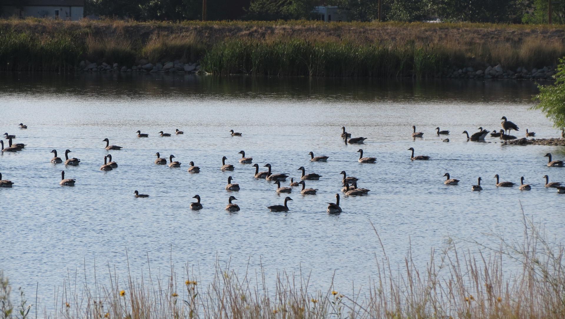 Numerous geese swim on a calm pond with grassy banks under bright daylight.