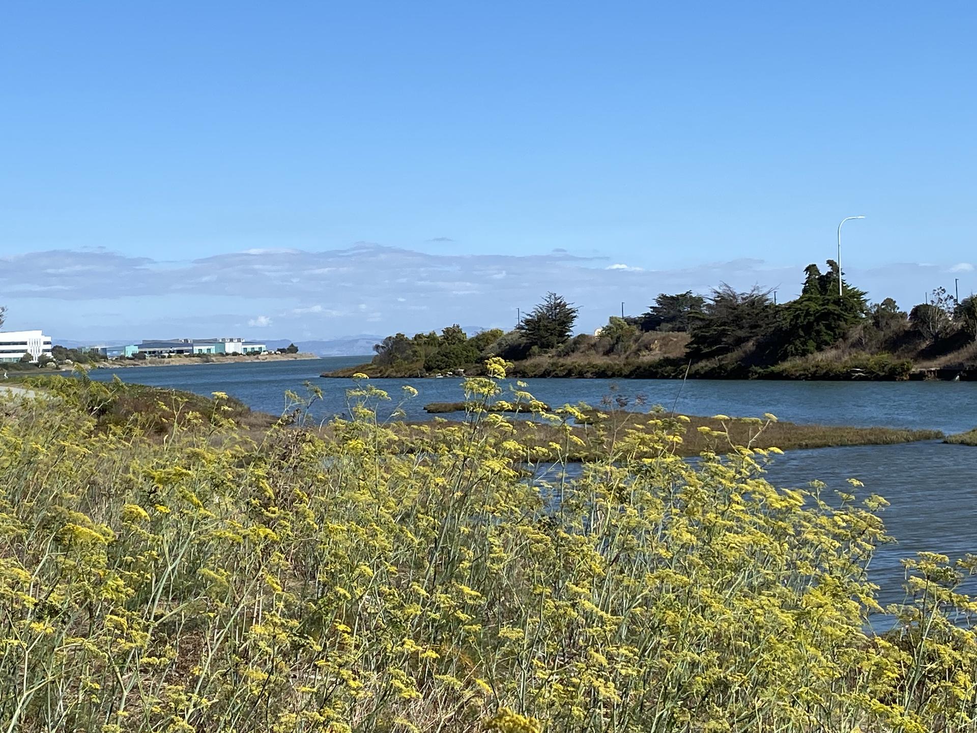 Vibrant yellow wildflowers in the foreground, overlooking a calm body of water.