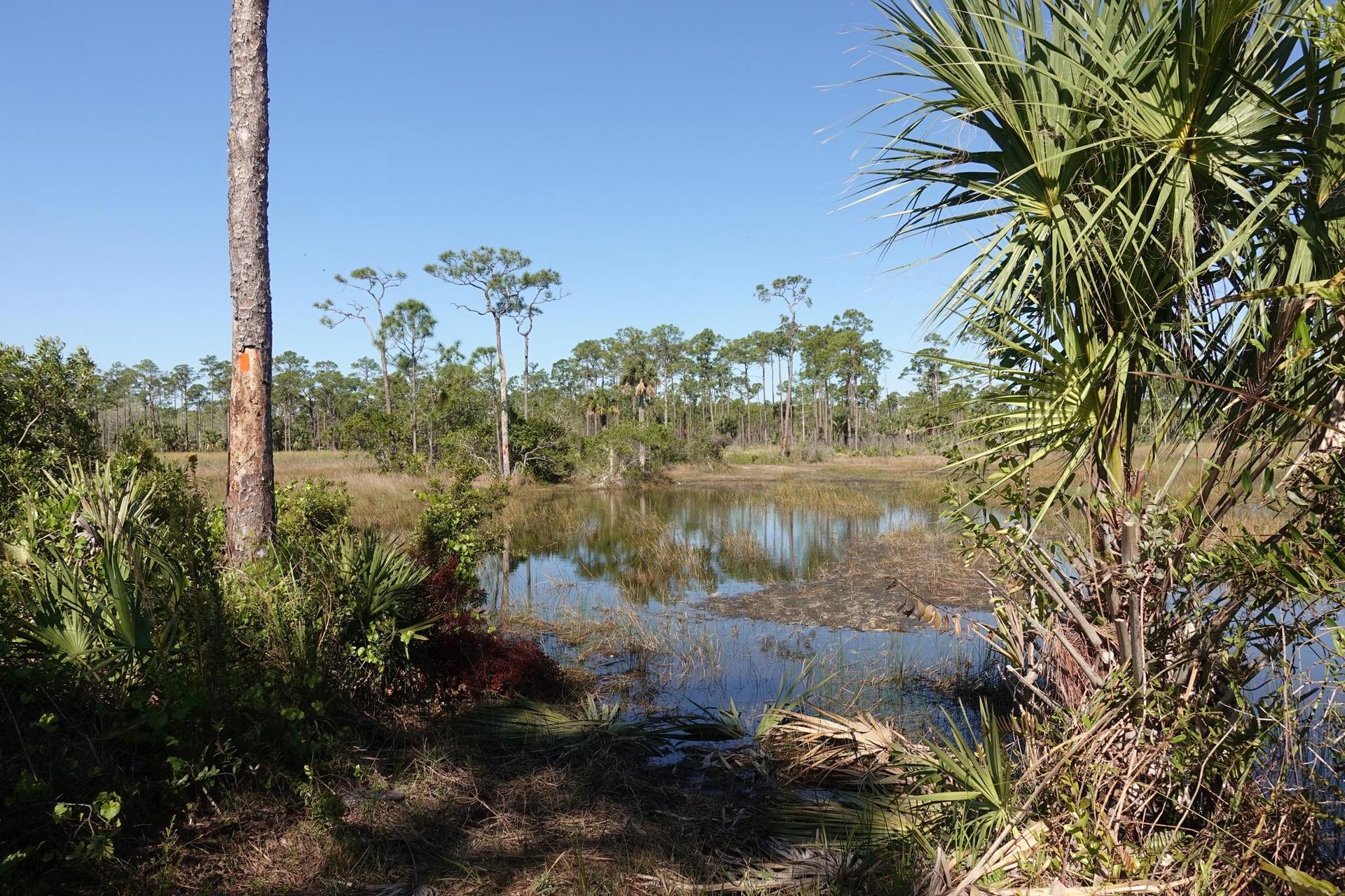Sunny wetland with pine trees and palm fronds reflecting in calm water.