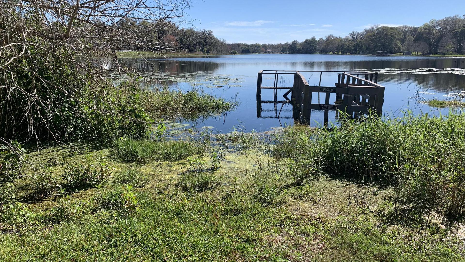 A lake with an old submerged dock and green vegetation along the shore.