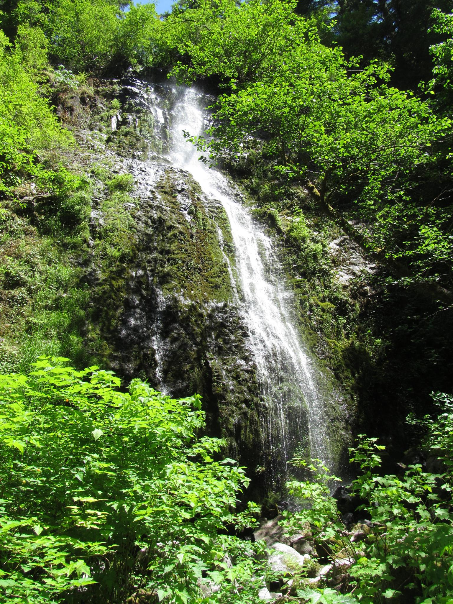 A waterfall cascades down a mossy rock face, surrounded by vibrant green foliage.
