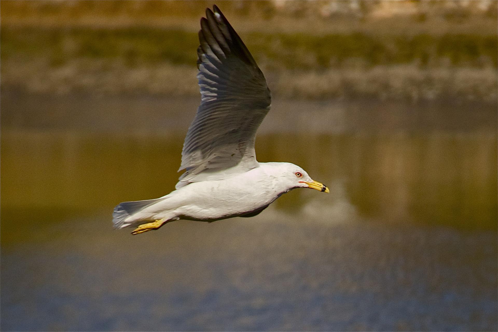 A white bird with dark wingtips flies over calm water in daylight.