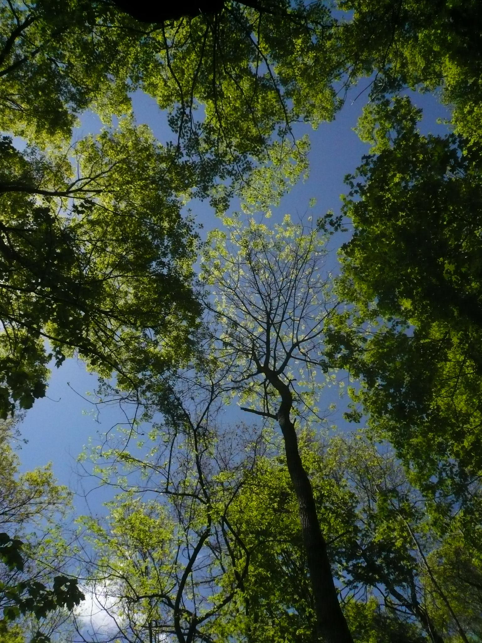 Looking up through green tree canopies to a bright blue sky.