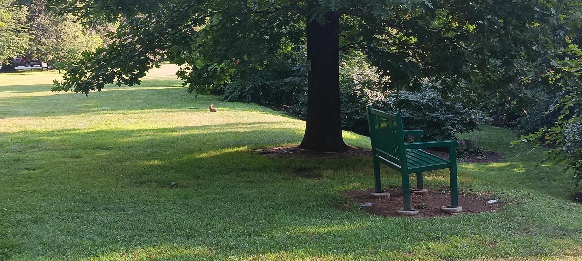 A green metal bench sits under a large tree on a sunny grassy lawn.