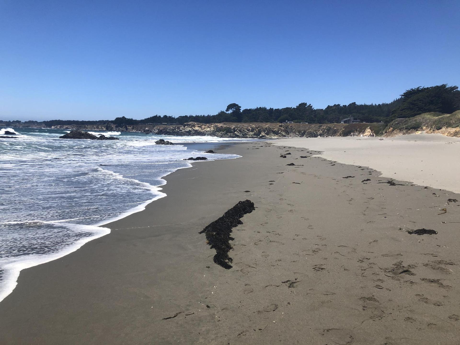 Sunny sandy beach with foamy waves and seaweed, backed by distant trees.
