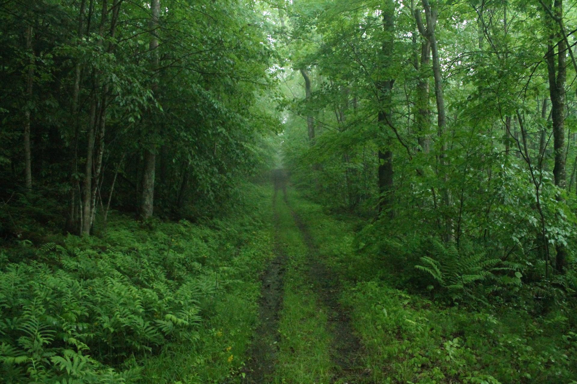A lush green forest path with ferns under soft, diffused light.