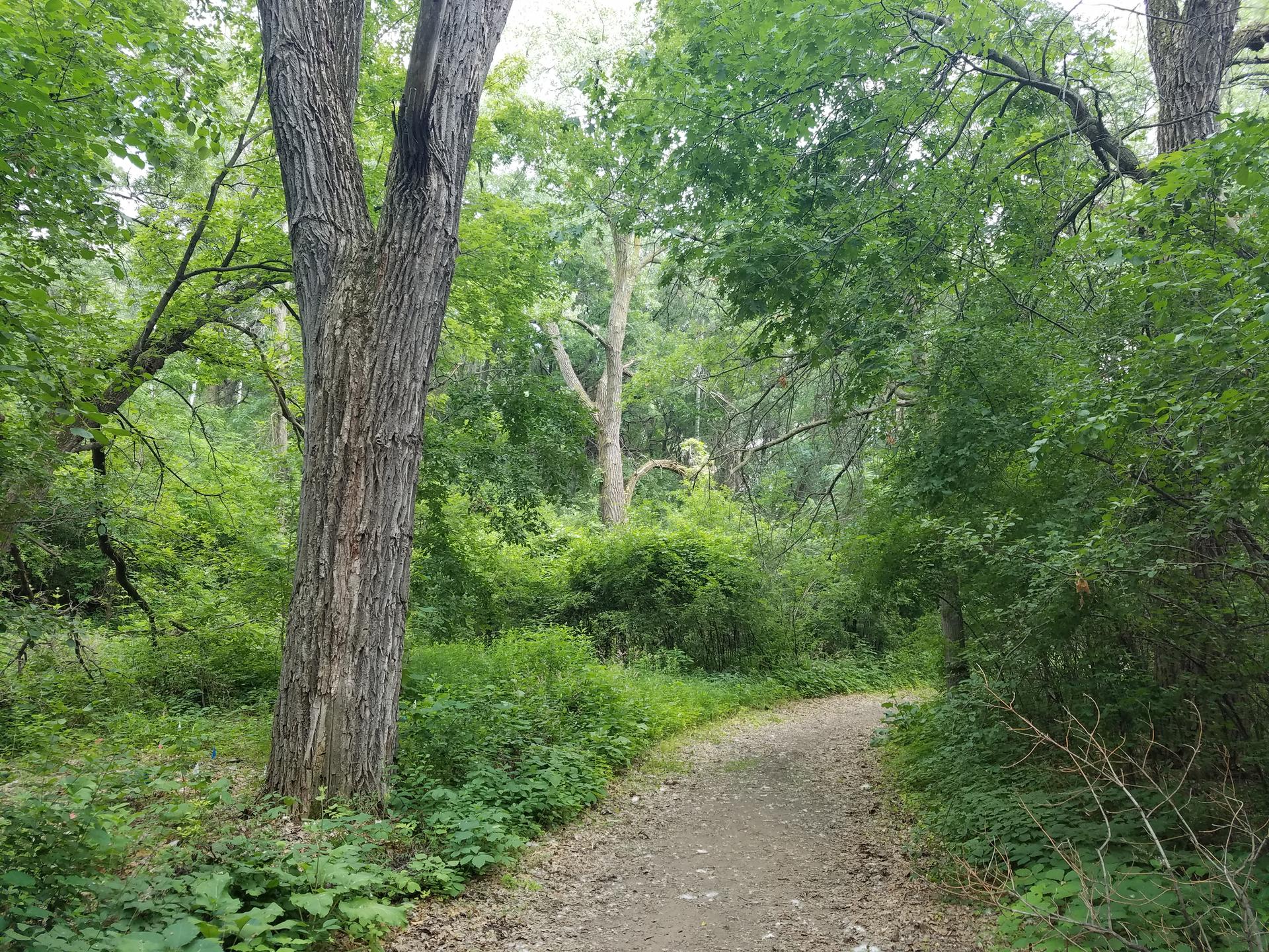 A winding dirt path through a dense, green forest under soft light.