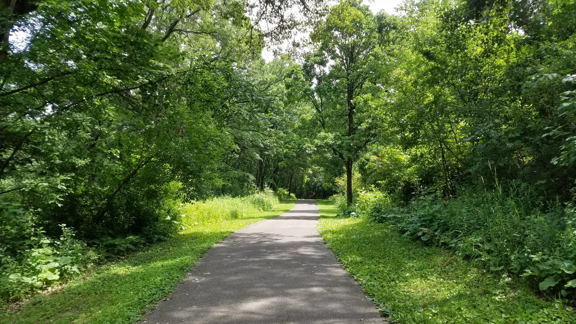 Paved path winding through a dense green forest on a sunny day.