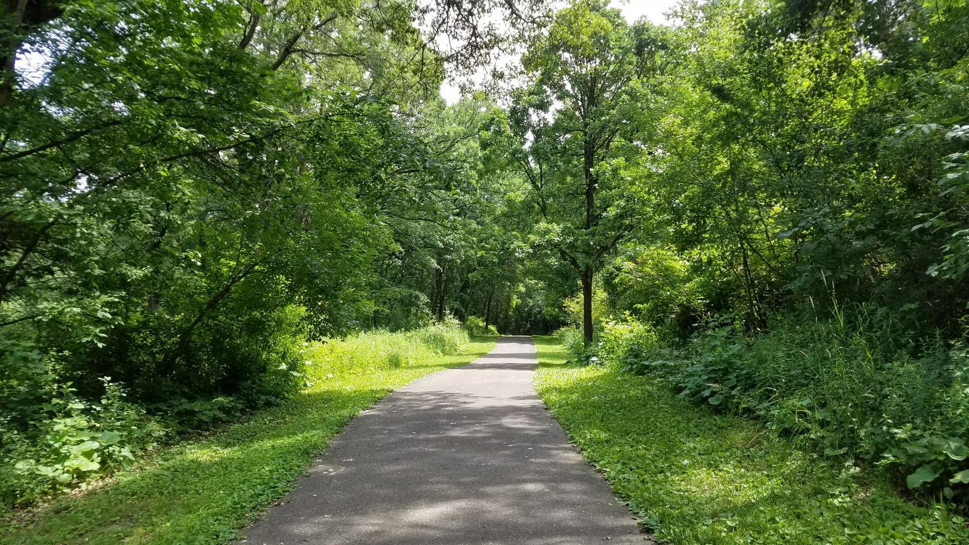 Paved path winding through a dense green forest on a sunny day.