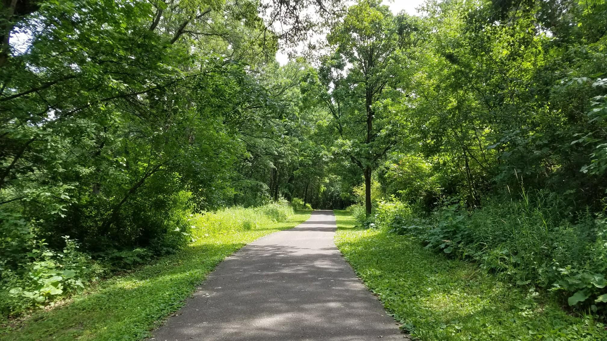 Paved path winding through a dense green forest on a sunny day. - Battle Creek Dog Park Loop