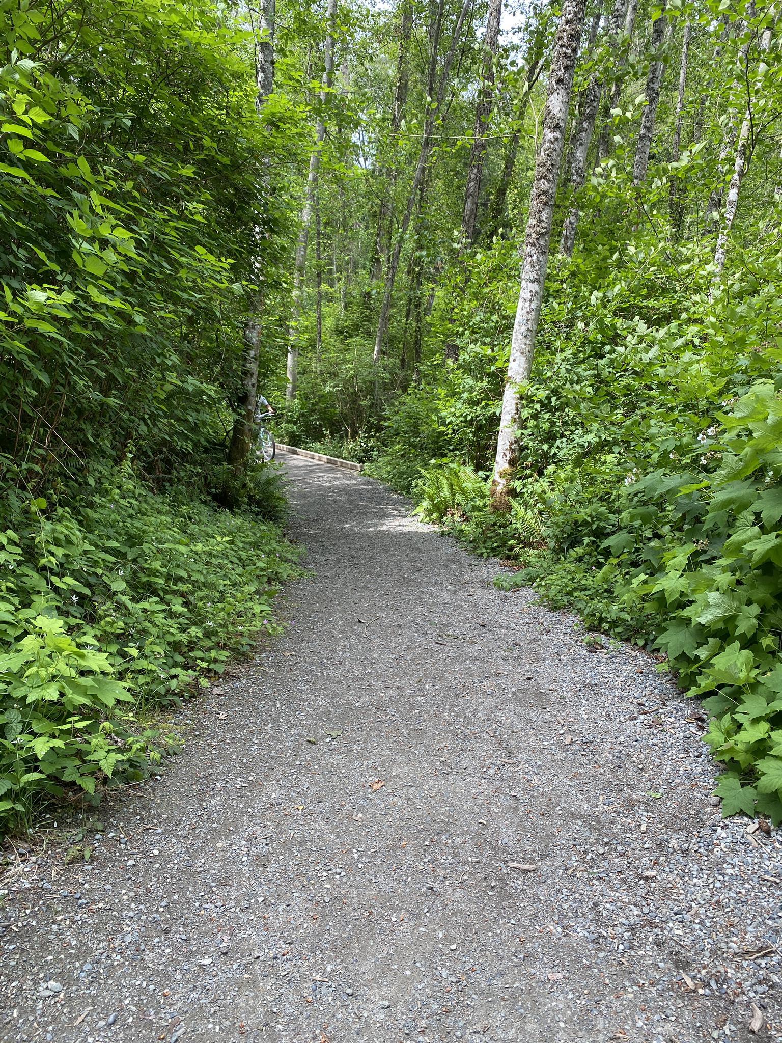Gravel path winding through a lush, bright green forest.