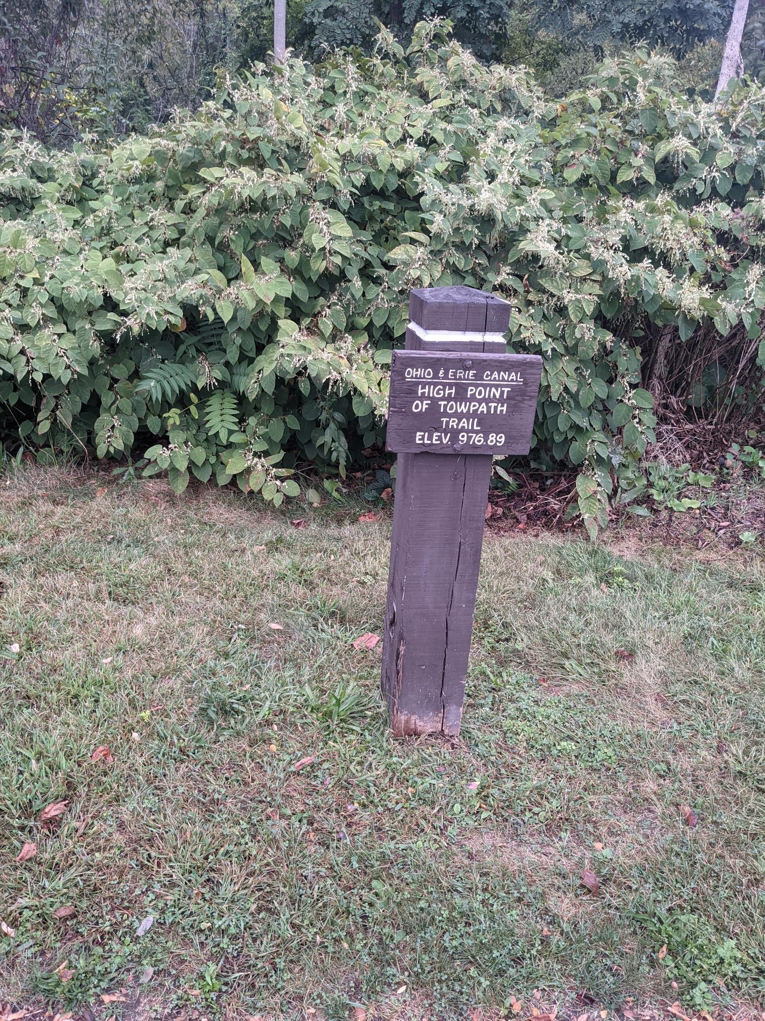 A wooden trail marker post stands in grass before dense green bushes.