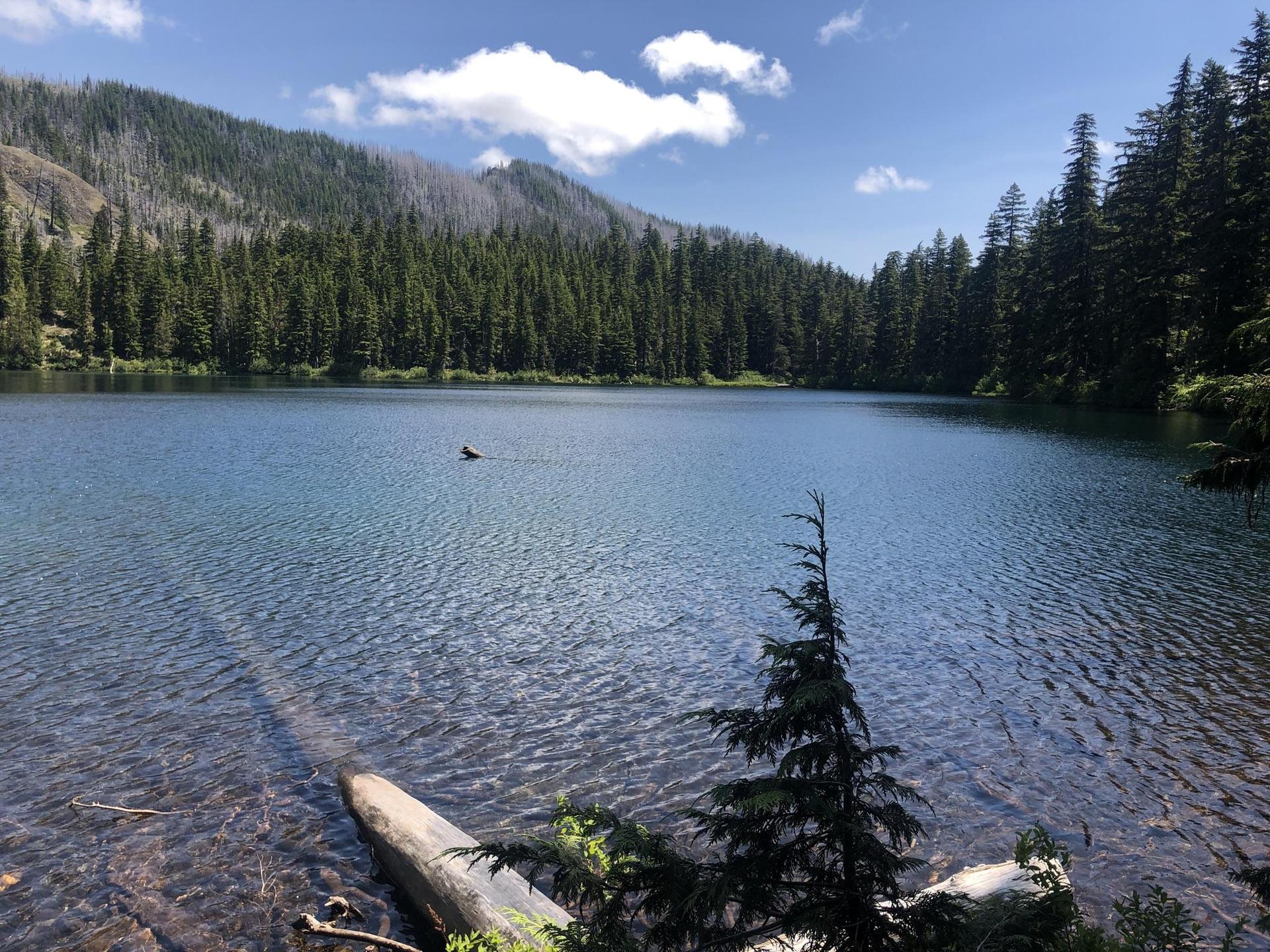 Clear lake surrounded by evergreen forests and mountains under a bright, partly cloudy sky.