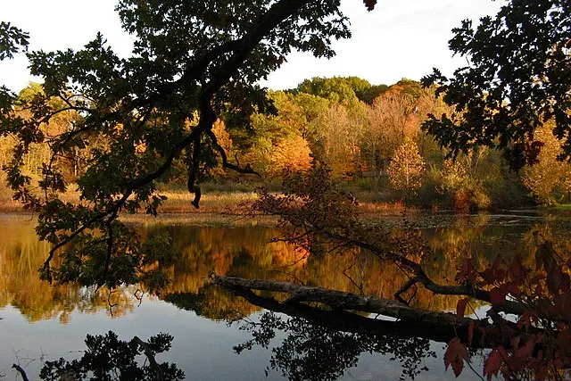 Autumn trees with colorful leaves reflected in still water, framed by branches.