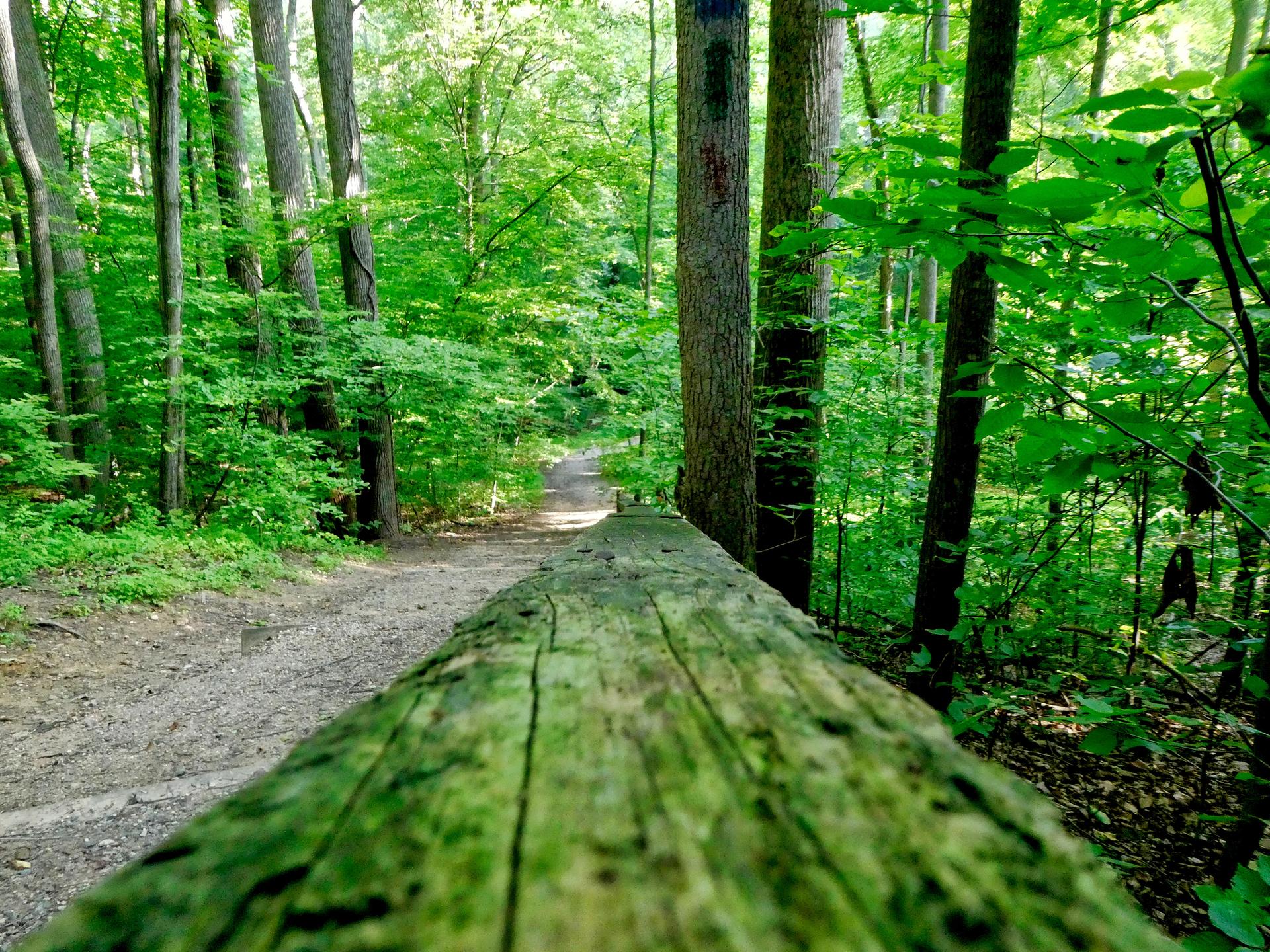 Mossy log in foreground, with a sunlit dirt path winding through a green forest.