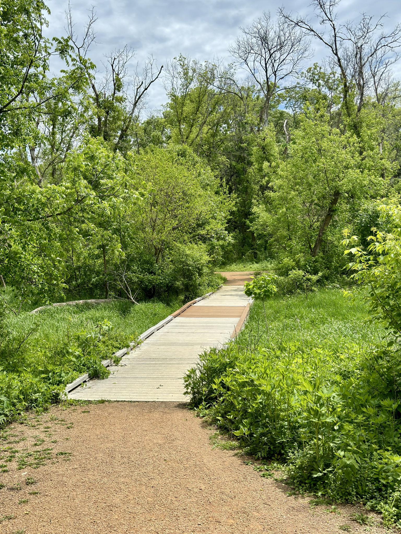 Dirt path leading to a wooden boardwalk through a lush green forest.