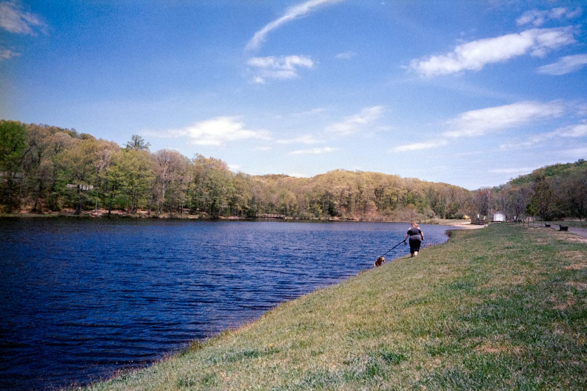 Person walking a dog along a grassy lake bank on a sunny day.