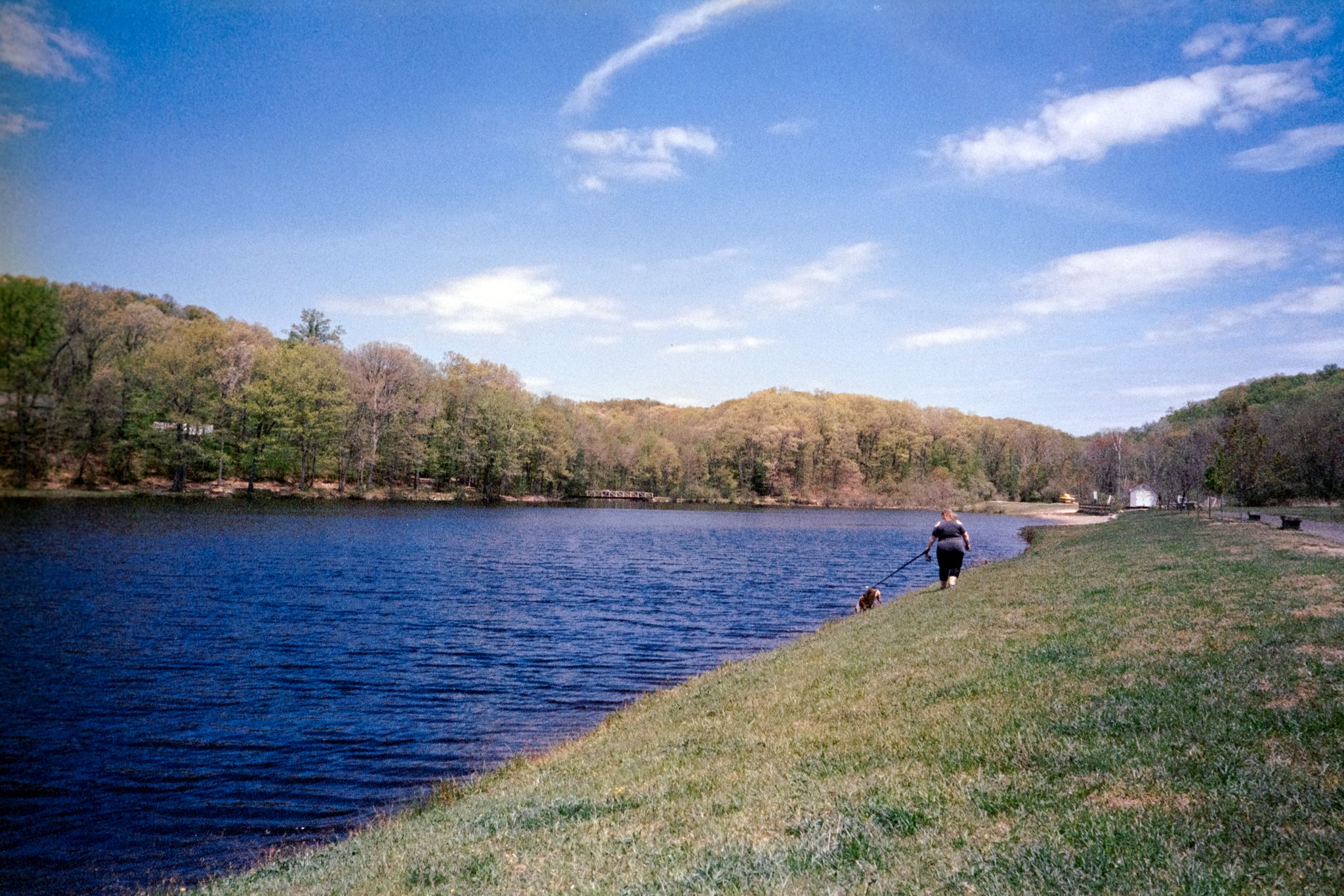 Person walking a dog along a grassy lake bank on a sunny day. - Hockanum Lake Trail loop run
