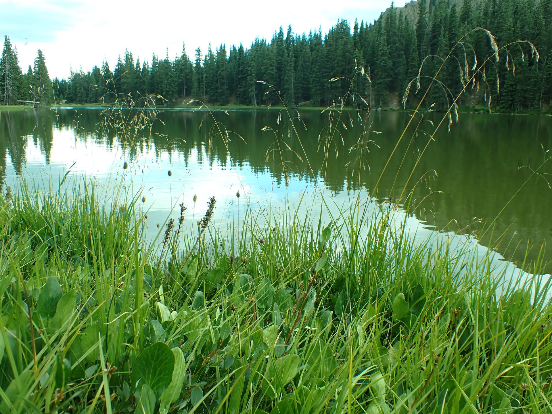 Lush green grass frames a calm lake reflecting a dense forest under bright skies.