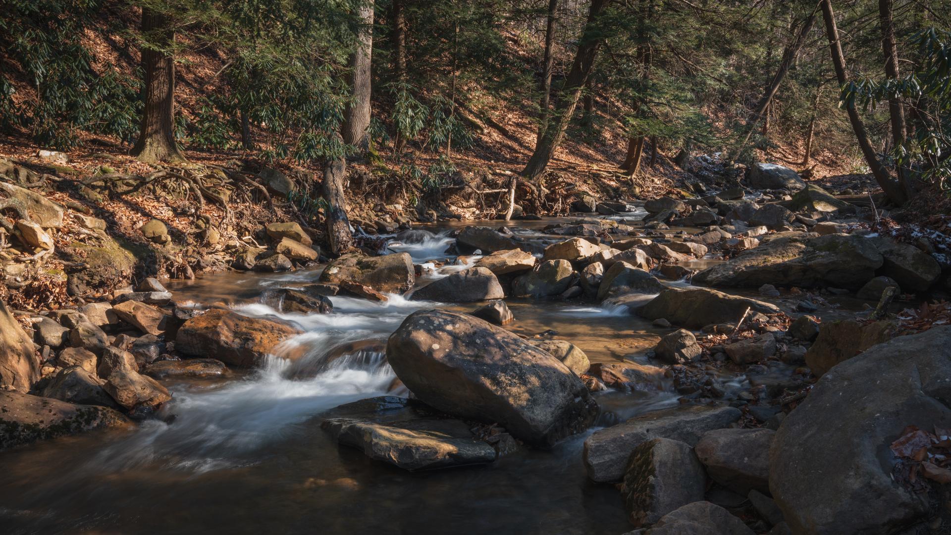 Rocky stream flows through a sunlit forest with dappled light on the banks.