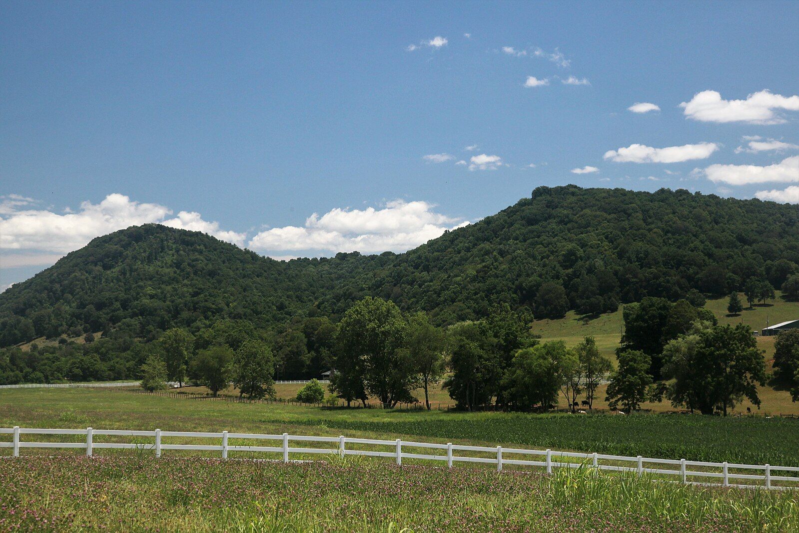 Lush green hills under a blue sky, with a white fence in foreground. - Dry Run Wilderness loop