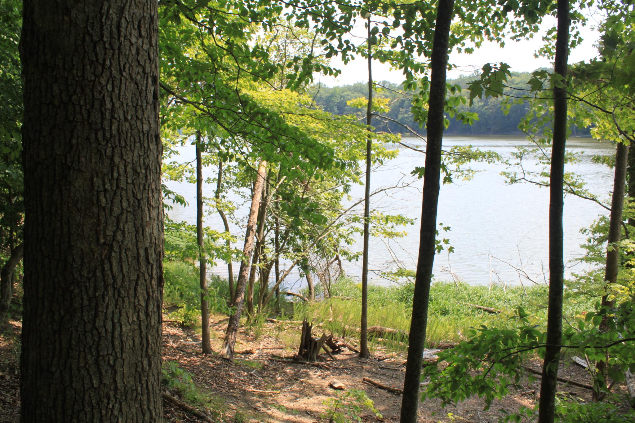 A large body of water is visible through the dense green trees of a forest.